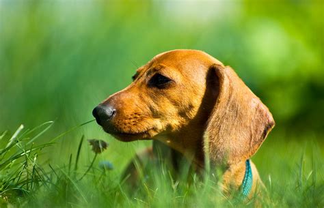 Miniature Dachshund Dog | Sheet, History, Health & Many More