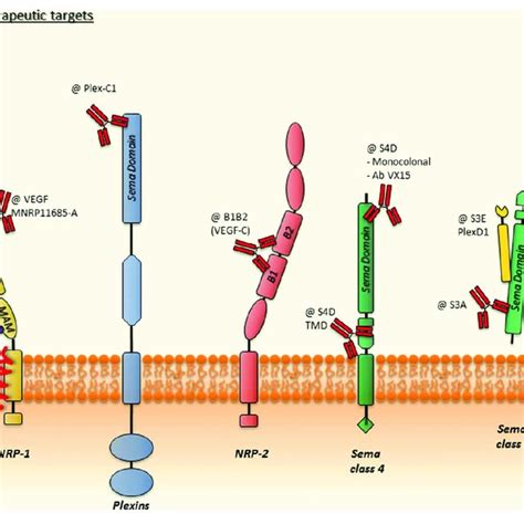 Using Snp As Therapeutic Targets This Schematic Representation Of Snp