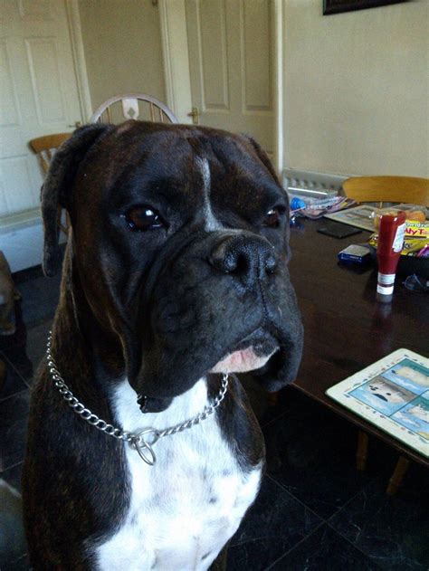 Eye rims and paw pads can be black. unusual beautiful black/brindle boxer bitch | Wingate ...