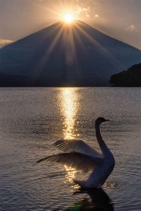 Perfect Timing ~ Swan Stretching His Wings As The Sun