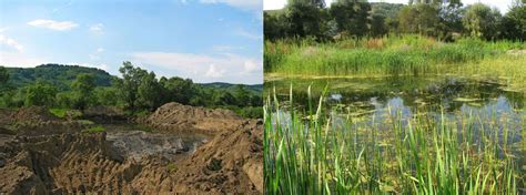 Ecological Restoration Definition Characteristics Examples And Facts