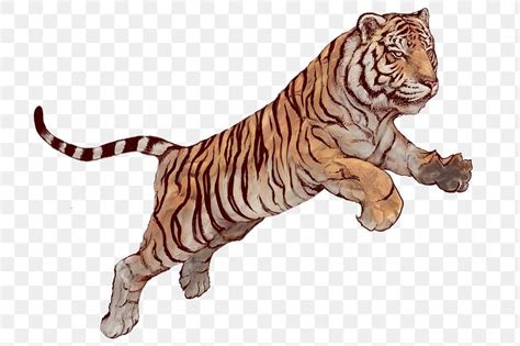 Hand Drawn Jumping Tiger Overlay Premium Image By Tiger