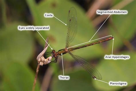 Dragonfly And Damselfly Biology National Biodiversity Data Centre