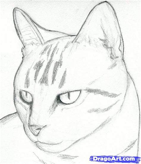 How To Draw A Cat Head Draw A Realistic Cat Step By Step Pets