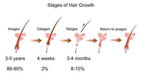 Hair Growth Cycle How Does Hair Grow New York