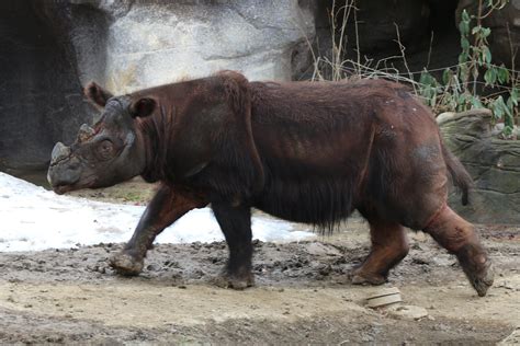 The Sumatran Rhino Is Now Extinct In Malaysia