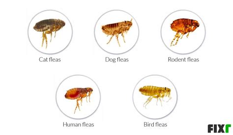 Are Fleas On Cats And Dogs The Same