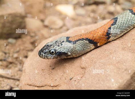 Desert Banded Snake Hi Res Stock Photography And Images Alamy