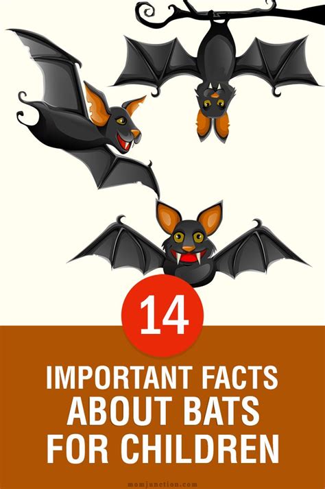 14 Important Facts And Information About Bats For Kids Bat Facts Bat