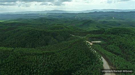 Hutan Kalimantan Yang Menjadi Paru Paru Dunia Mengalami Deforestasi