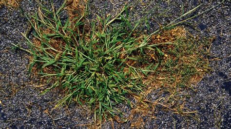 How To Prevent And Control Crabgrass Global Landscape Express