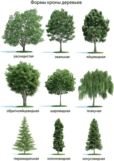 Названия Деревьев С Картинками Telegraph