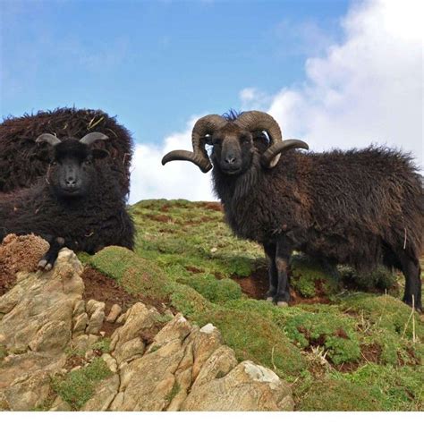 Two Rams Standing On Top Of A Rocky Hill