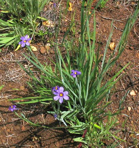 Plant Details Page For Blue Eyed Grass