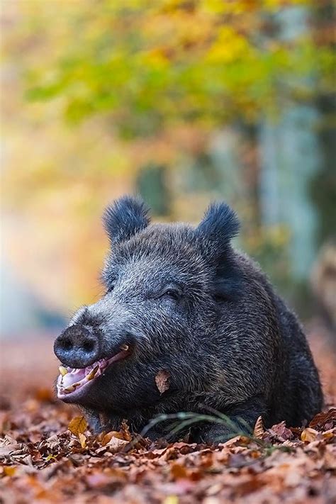 Schwarzwild Sus Scrofa Wild Boar Sow Rests Yawning In Beech Leaves