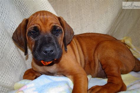 Rhodesian Ridgeback puppy for sale near San Luis Obispo, California. | c9d06e7a-4461