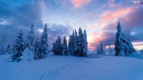 Trees Winter Clouds Sunrise Viewes Snowy Beautiful