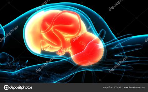 Human Fetus Baby Womb Anatomy Stock Photo By ©magicmine 423729108