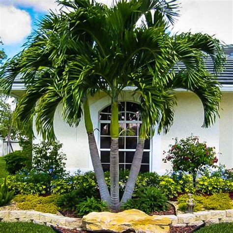 Palms used for food and drink. Christmas Palm Trees For Sale Online | The Tree Center™