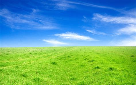 Green Grass Blue Sky Wallpaper Nature And Landscape Wallpaper Better