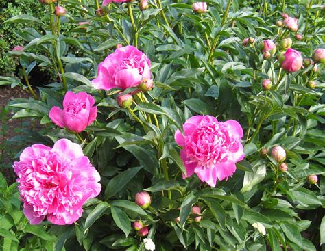 Bush Of Peony Plants Free Photo Download Freeimages
