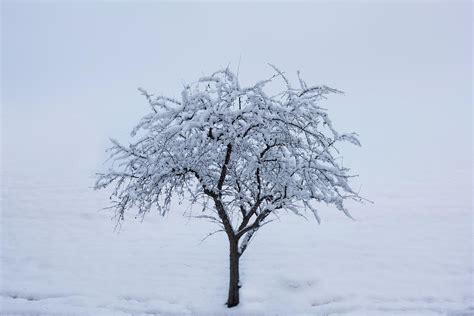 Lone Tree In Winter Photograph By Steve Gadomski Fine Art America