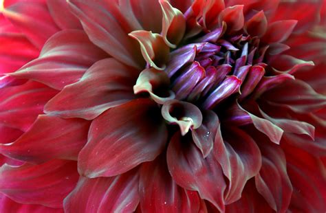 secret tips  growing showstopping dahlias la times
