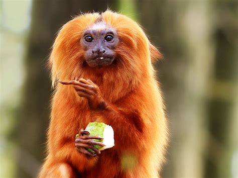 The pygmy marmoset is sometimes called a finger monkey or pocket monkey. British Zoo Won't Let Monkeys Eat Bananas | The Mary Sue