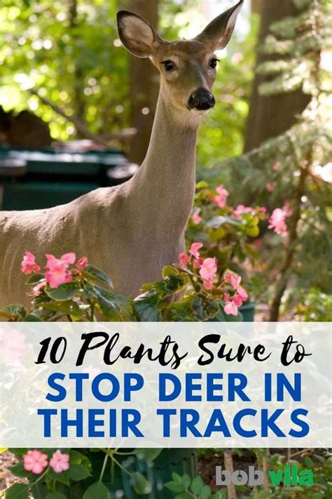 10 Plants Sure To Stop Deer In Their Tracks Deer Proof Plants Deer