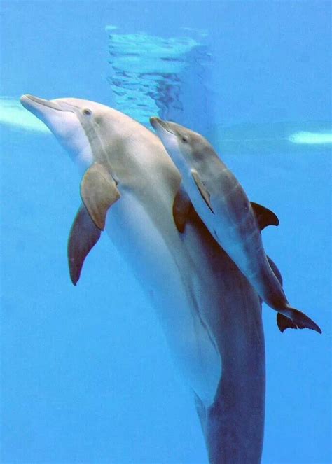 Newborn Dolphin Dolphins Brookfield Zoo Ocean Animals