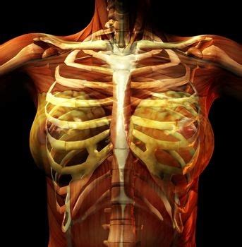 Between each rib lie several layers of intercostal muscles that are responsible for expanding and shrinking the rib cage when we breathe. Medical Pictures Info - Costochondritis