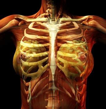 Under left side under lower ribs is your cololon this can swell in size called great colon this can be caused from immflamation to dare i say cancer depends on what you mean by under. Medical Pictures Info - Costochondritis