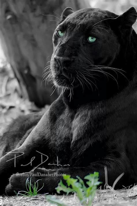 Black Panther Large Cats Big Cats Cool Cats Cats And Kittens Nature