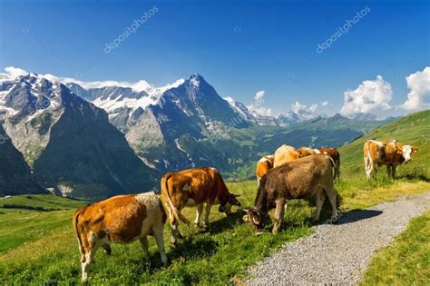 Beautiful Idyllic Alpine Landscape With Cows Alps Mountains And