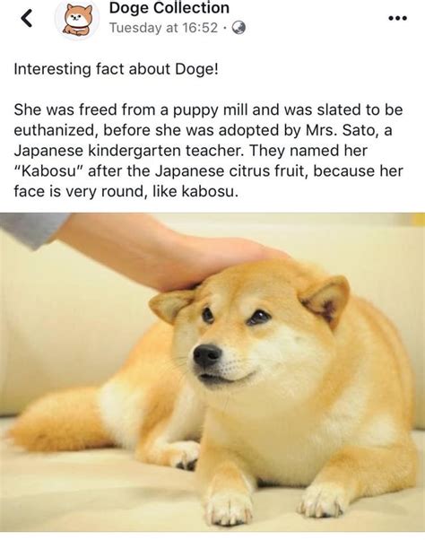Doge The Story Behind The Meme Wholesomememes