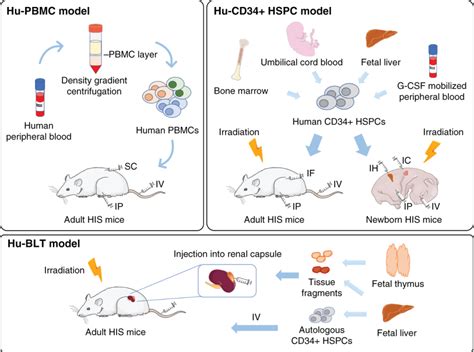 Humanized Mouse Models For Cancer Immunotherapy A Focus On Human Pbmc