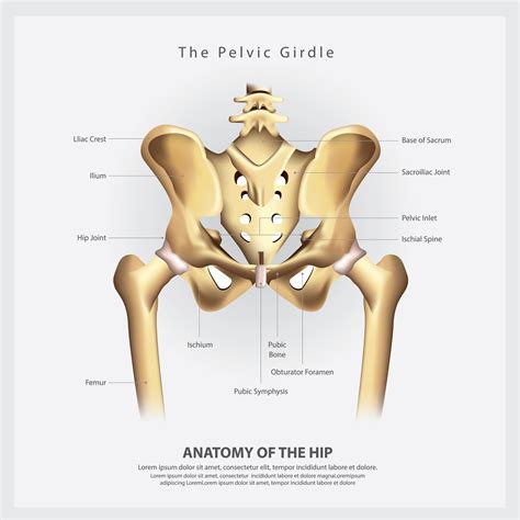 Infographic Diagram Of Human Hip Bone Or Pelvic Girdle Anatomy System