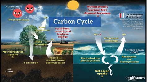 Explain The Carbon Cycle Animated Gif