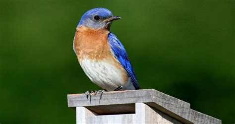 Maybe you would like to learn more about one of these? Eastern Bluebird Identification, All About Birds, Cornell ...