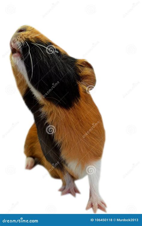 Guinea Pig Looking Up Stock Photo Image Of Guinea 106450118