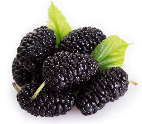 Mulberry Facts Health Benefits And Nutritional Value