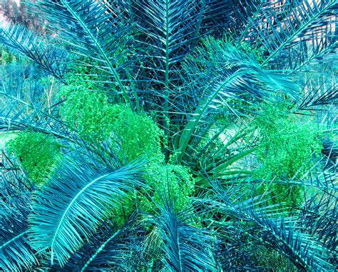 Lacy Blue Palms Photograph By Rosalie Scanlon Pixels