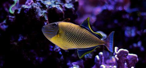 Reef Friendly Triggerfish Species Tropical Fish Hobbyist Magazine