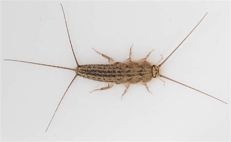 Four Lined Silverfish Species Ctenolepisma Lineata Common Flickr