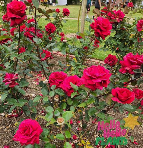 rose firefighter® bush form hello hello plants