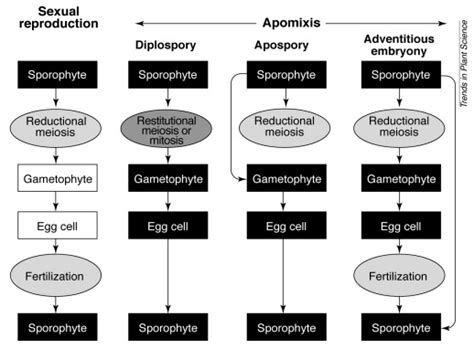 Apomixis Technology And The Paradox Of Sex Trends In Plant Science