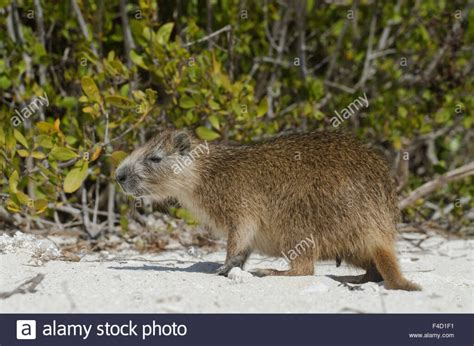 How Rodents The Size Of Bears Arrived In The Caribbean Virgin Islands