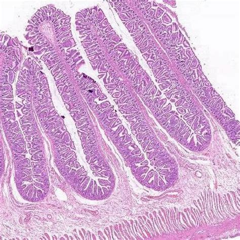 Small Intestine Histology Slide At Rs Piece Prepared Slides In