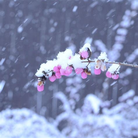 Pink Snowberry In Todays Snow Instagram Posts Pink Instagram