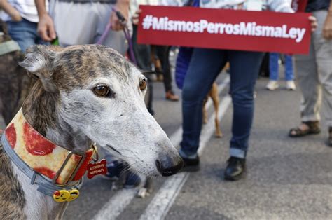 Animalistas Protestan Por Enmienda A Ley Protección Animales